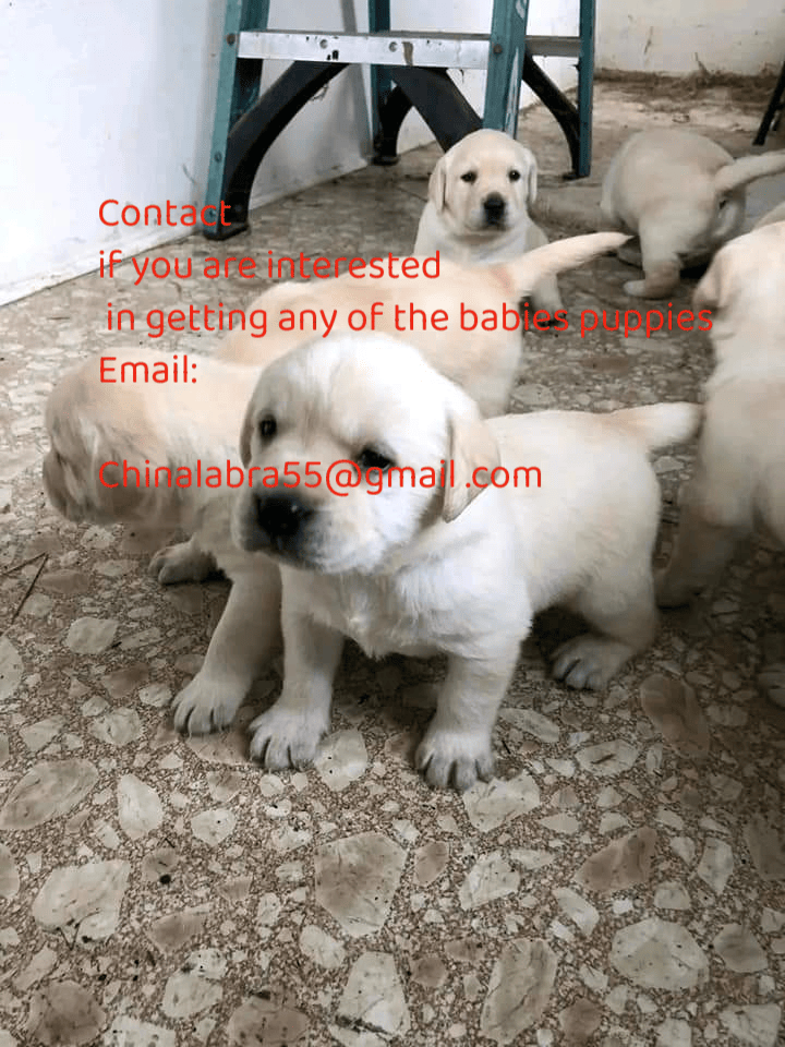 labrador retriever puppies in Australia, by Labrador Retriever