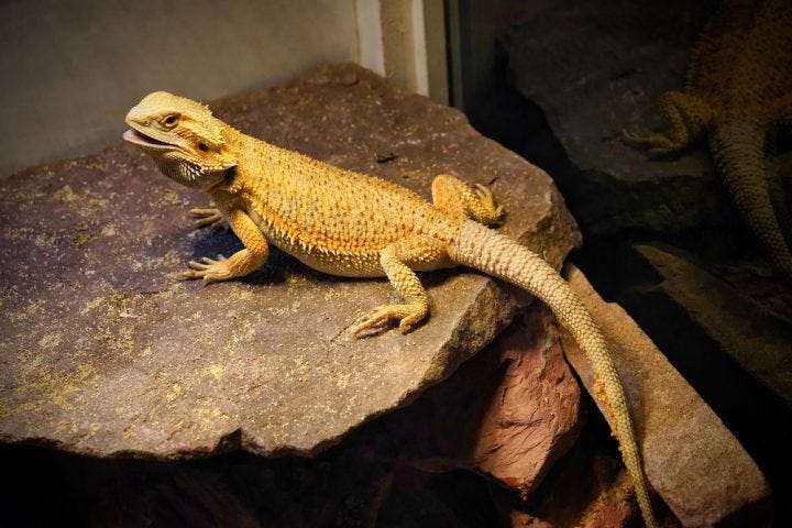 What Does It Mean When a Bearded Dragon Twitches Its Tail? | Medium