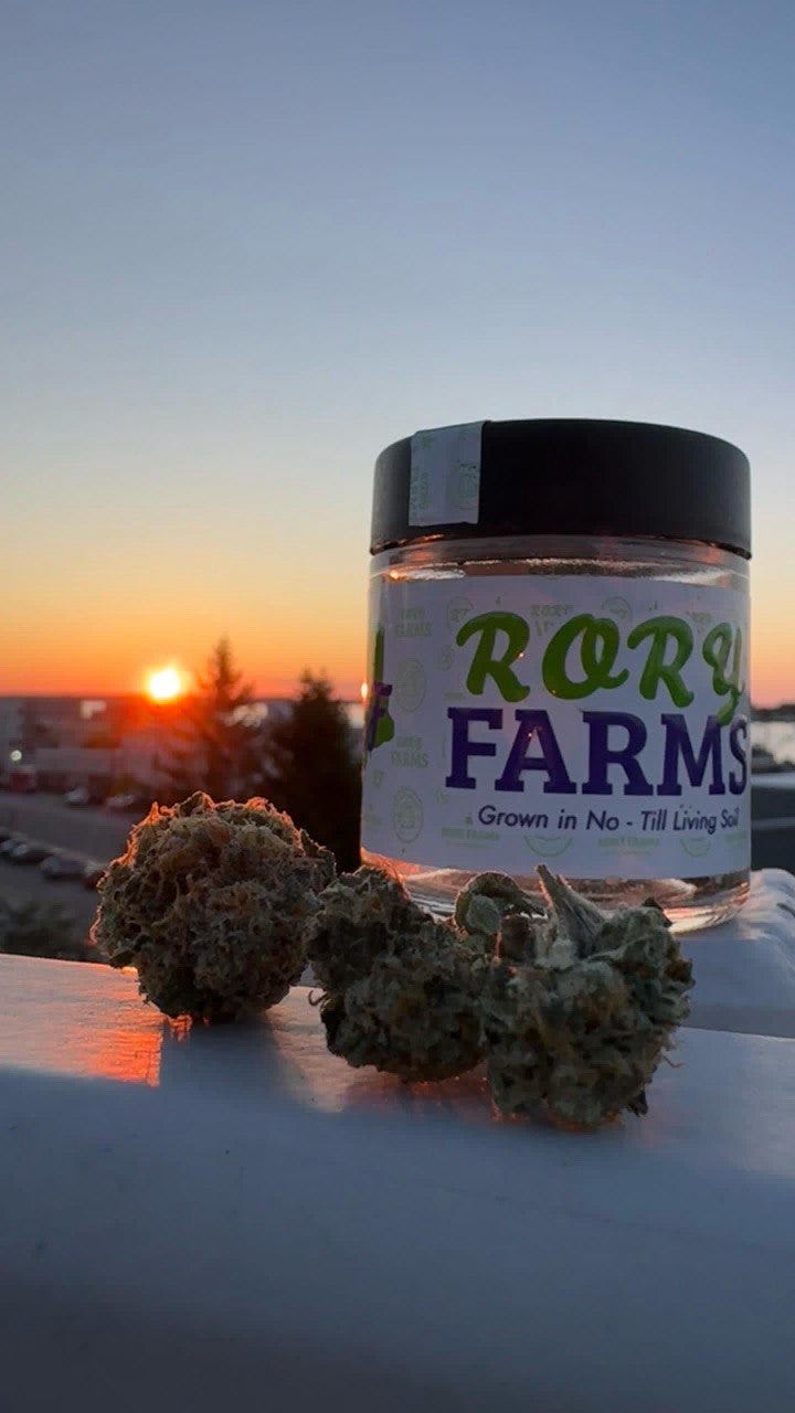 white cookies strain indica or sativa