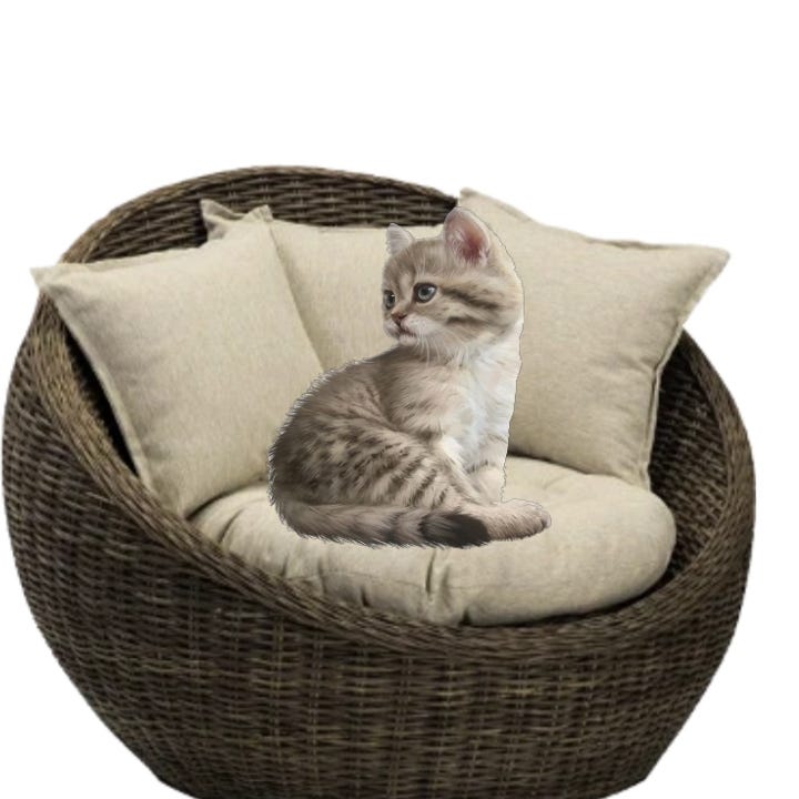 5 best ways to Calm down a hyper Cat every person who owns a cat faces