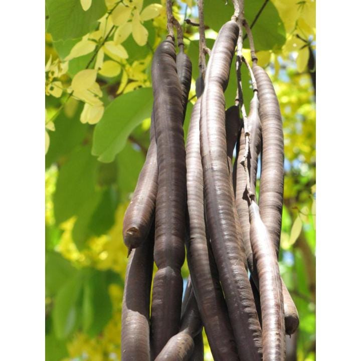 Unlocking the Benefits of Amaltas Nature’s remedy for health and