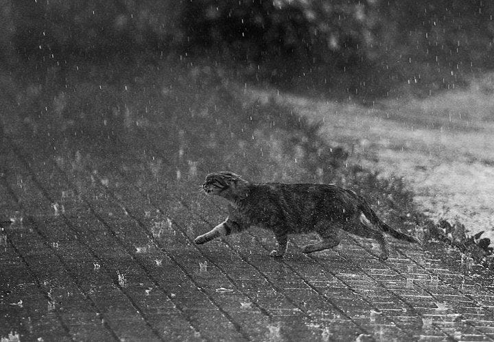 Gato na chuva. Tradução do conto “Cat in the Rain”, de… | by Abreu Ferreira  | Medium