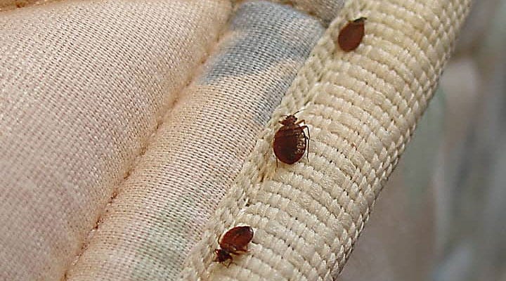 HOW TO TREAT YOUR BED BUG INFESTED COUCH? | by Affordable Bed Bug  Exterminators | Medium