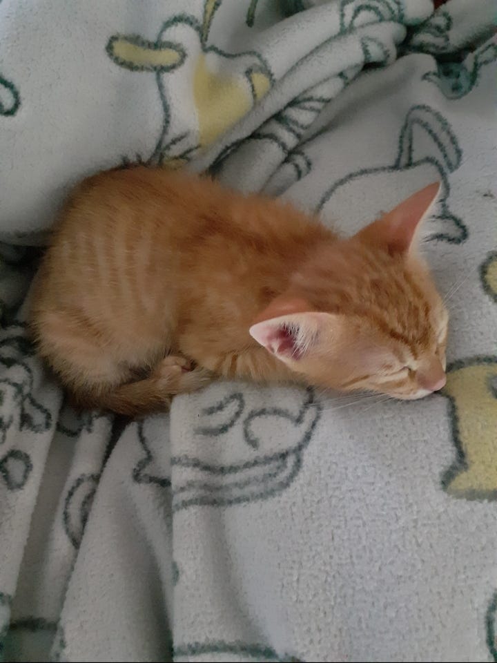 Why Cats Are The Best Pets!!!!!!. If you are a cat lover then you know