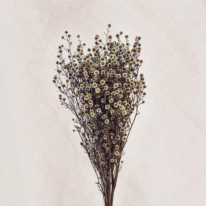 Buy Dried Flowers Online in Australia — Quality & Variety Assured Medium