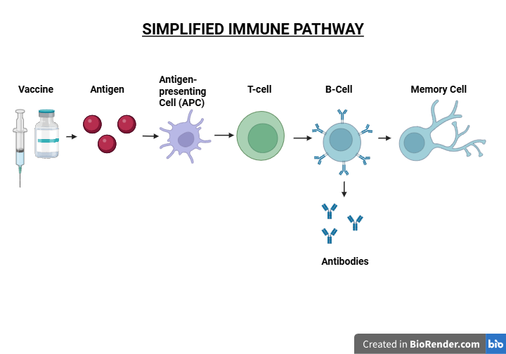 Simplified Immune Pathway (Created in BioRender.com)