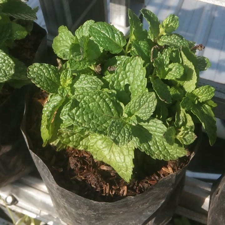 PROMO! WA 081358123335, TEMPAT TANAMAN OBAT MINT MALANG