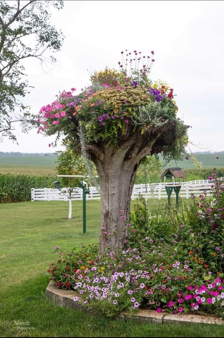 The Hanging Basket Tree. An upside down tree, the inspiration… by