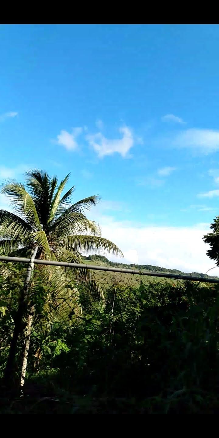 IMPORT KILLING JAMAICA 🇯🇲 If you’re ever in Jamaica and need Jamaican