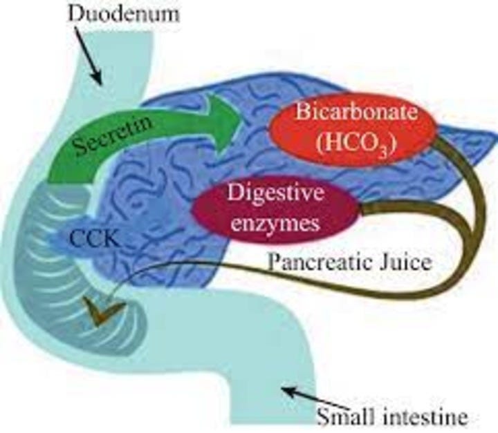 REGULATION OF PANCREATIC SECRETION by Ali Ibn Radouan Medium
