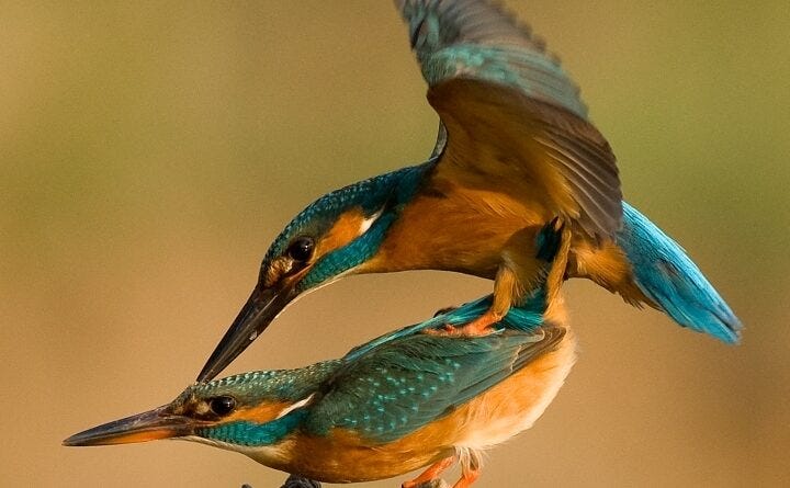 Do Birds Mate With Different Species: Unveiling the Truth