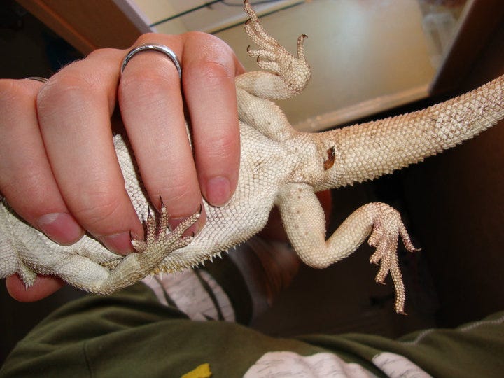 How Do I Get My Bearded Dragon to Poop? Medium