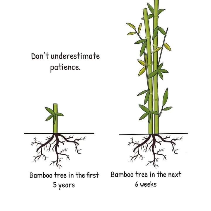 Why the First Step Is Always the Hardest Learning from Bamboo Tree