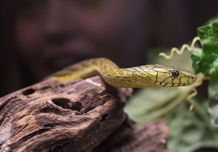 His father impregnated his wife. Not all snakes are in the bush. Some ...