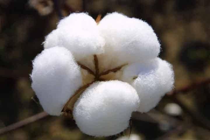 Emergence of the Indian Cotton Textile Industry by michael