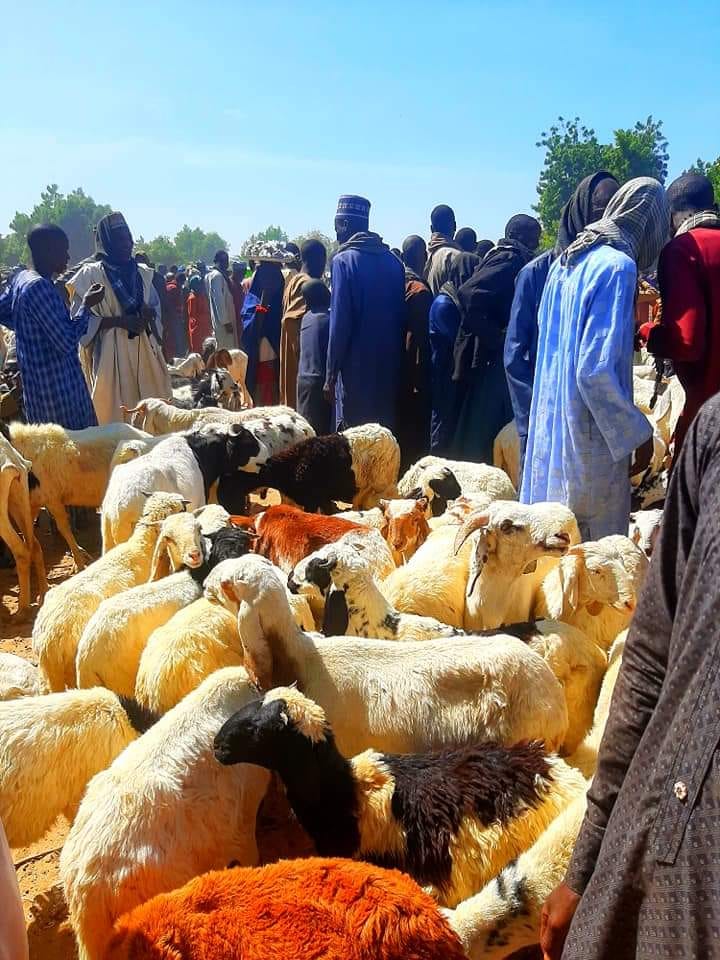 Damasak town is bouncing back after series of displacements and attacks by insurgency in Borno…