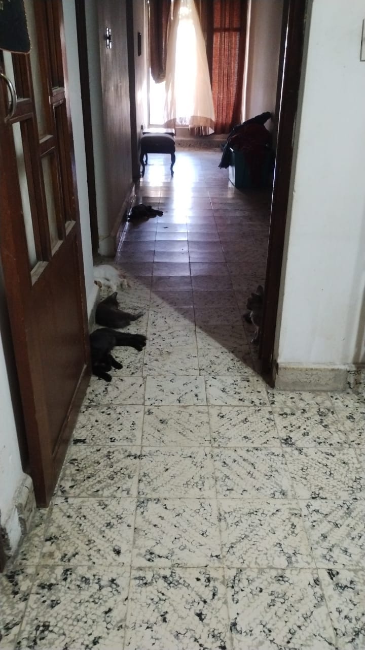 Algunas breves notas sobre el perro calorón y la pinchi tierra 08.06.26