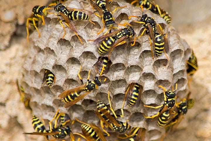 Wasps Control Service Sydney — Fast & Affordable Relief