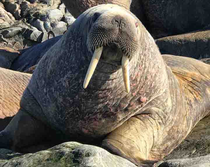 Does walrus attack in human? - United Creature - Medium