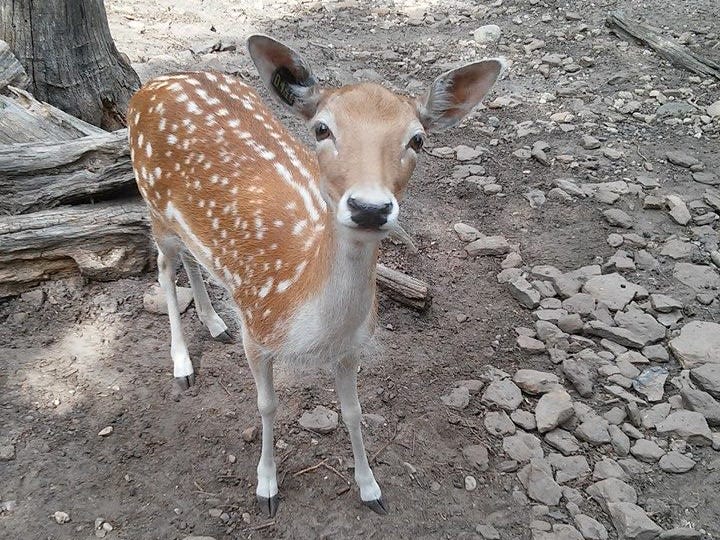 A cheerful fallow deer begs the author for a treat.