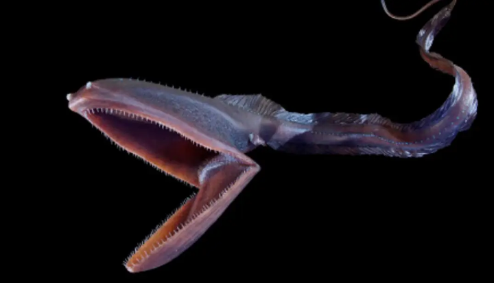 Gulper Eels. The gulper eel (Eurypharynx…, by Jiozee