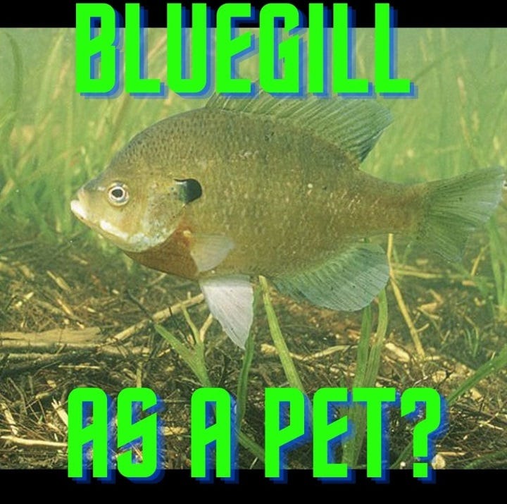 Can I Keep A BlueGill As A Pet?. If you have ever been fishing and…, by  Nick Luiso, ILLUMINATION, Feb, 2024
