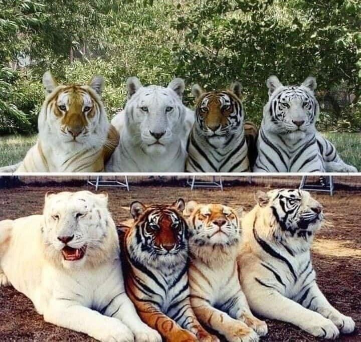 There Are Only Two Photos in the World That Show All Four Tiger Color