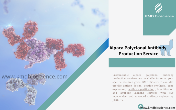 Alpaca Single Domain Antibodies: An Overview