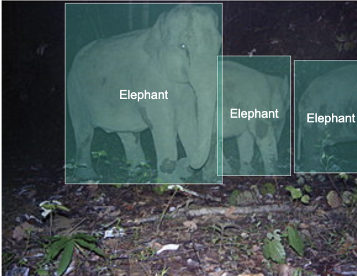 Catching poachers with machine learning by Caleb Kaiser Towards