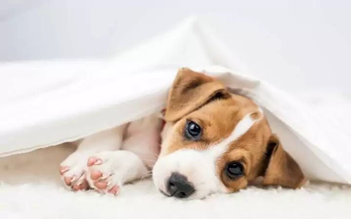 Canine Distemper: Identifying Symptoms, Diagnosis, and FAQs