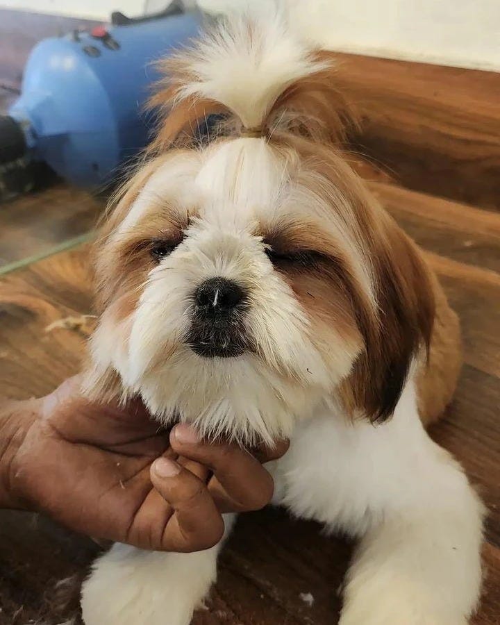 Pets Grooming Services in Karachi Pet's Care & Cure Medium