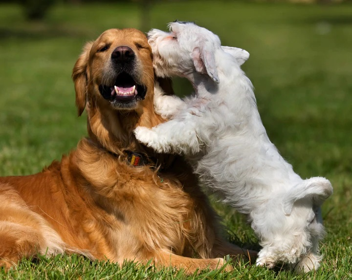 DogtoDog Communication Decoding Canine Body Language by Schnuzzle
