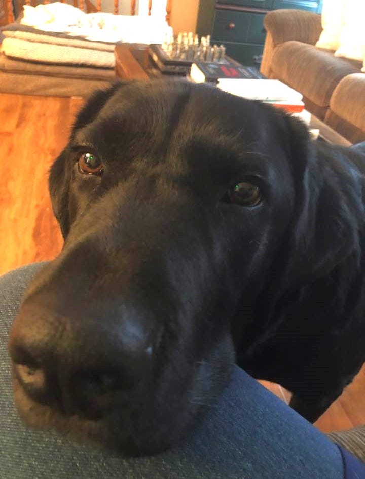 How to Score Free Stuff, by Guide Dog Cooper