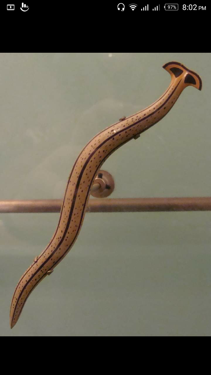 Hammerhead worms A strange worm that can make his clone by Syed Nasir