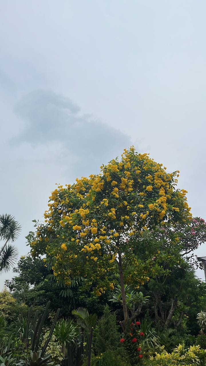 Apa Yang Kau Cari?