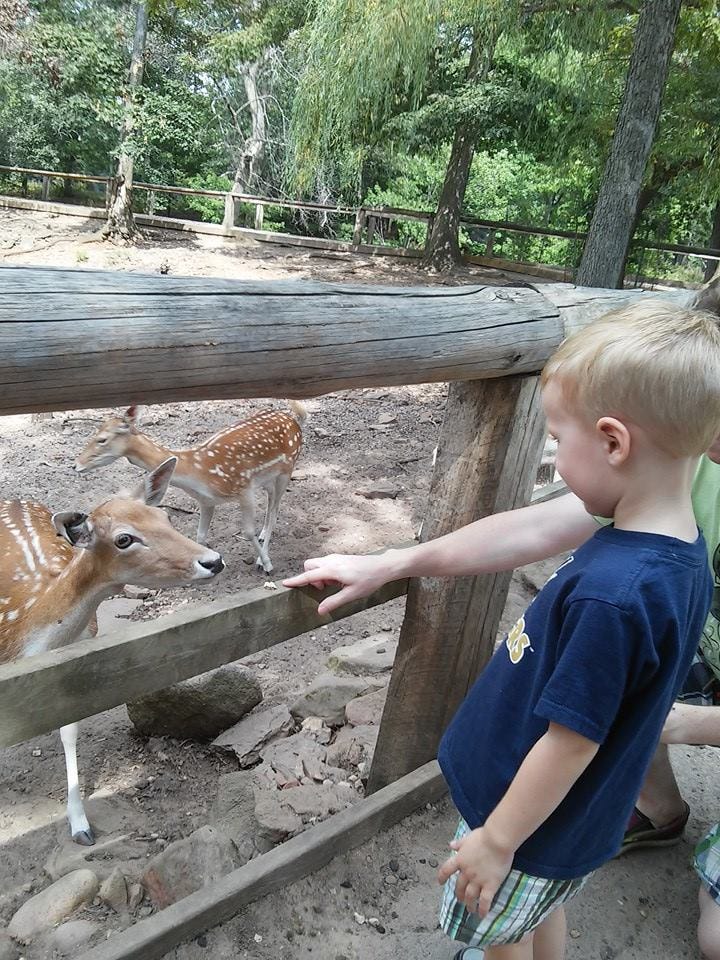 A deer and the author’s son eye each other suspiciously while the author’s husband offers a wasa-cracker olive branch.