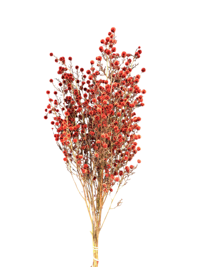 Same Day wholesale Dry Flower Delivery in Melbourne dry