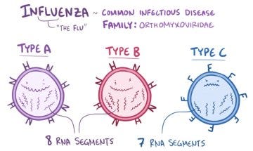 Flu Attack! How A Virus Invades Your Body : Krulwich Wonders : NPR