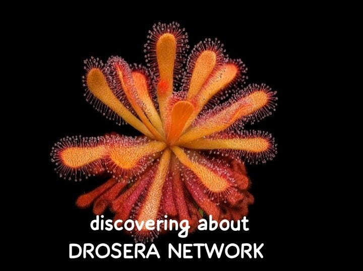 my journey discovering about DROSERA NETWORK