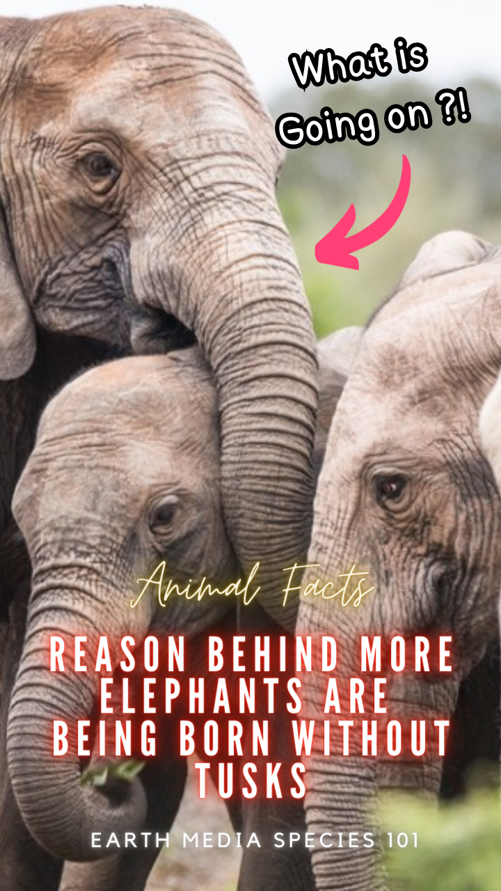 Tuskless Elephants — Here is What’s Happening by YouTube Earth