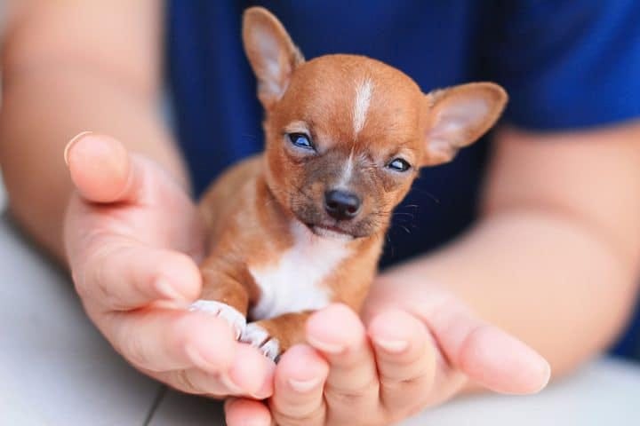 Büyümeyen Küçük Köpek Cinsleri. Ev ve apartmanda yaşayabilen küçük… | by  Semra Şenol | Medium