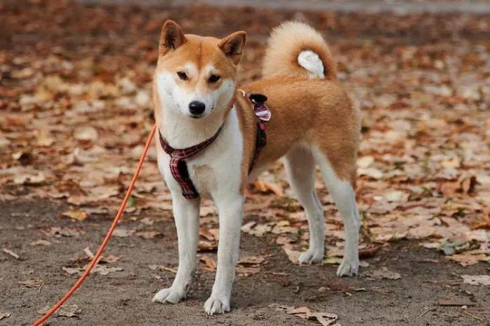 Shib Ascension