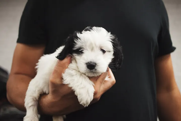 A New Puppy Parent's Guide to Going Overboard in the Name of Puppy Love