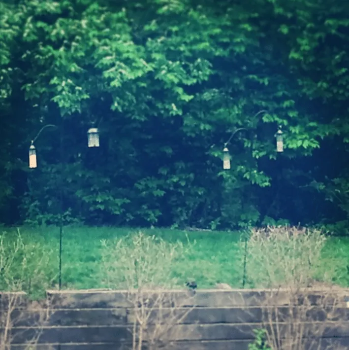 bird feeders experiment