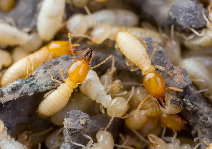 termite