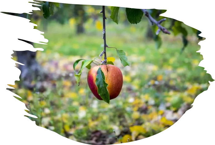 AI’s Low-Hanging Fruit in Agriculture: Data, Predictions, and the Digital Twin