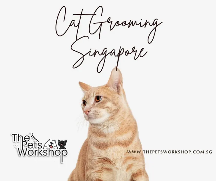 Tips for Maintaining Healthy Cat Fur — The Pets