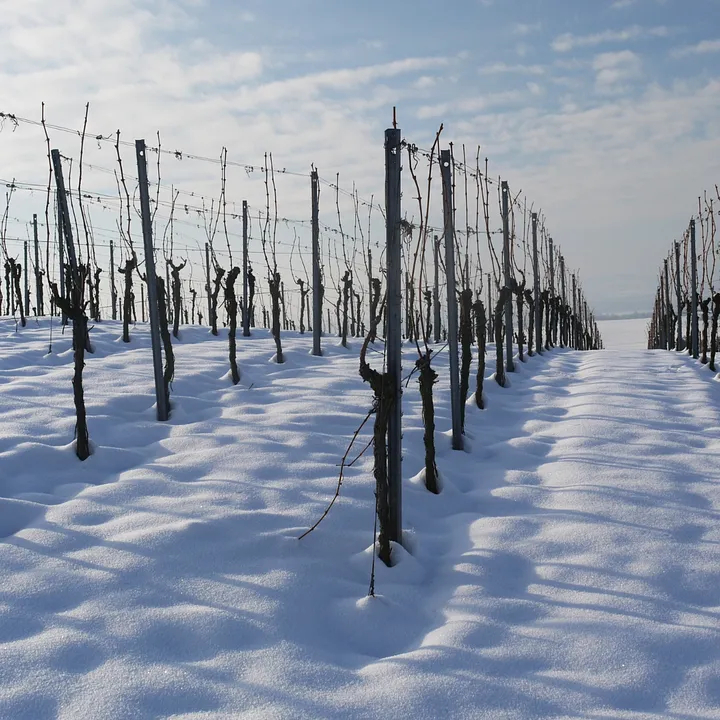 Photo of a bordeaux vineyard in the winter