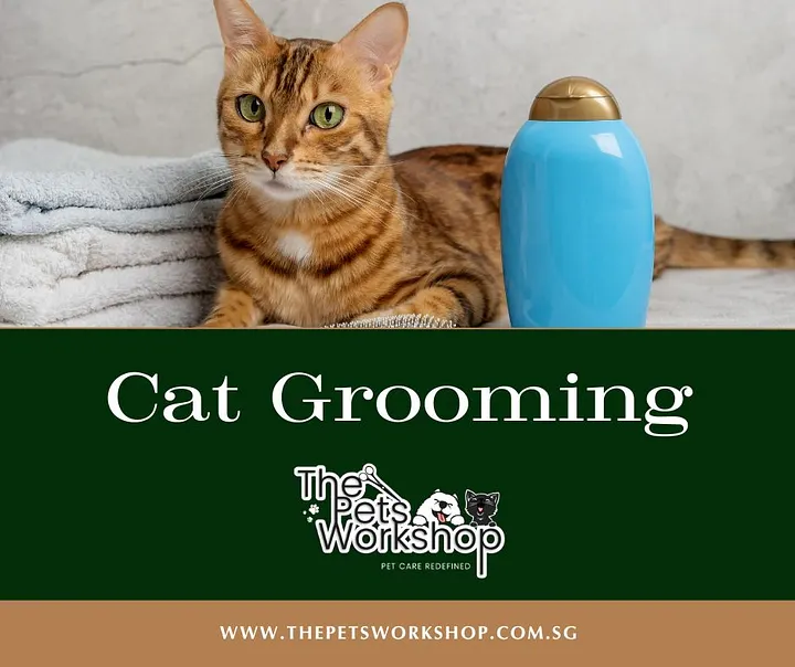 Tips for Keeping Your Cat’s Fur Healthy at Home The Pets