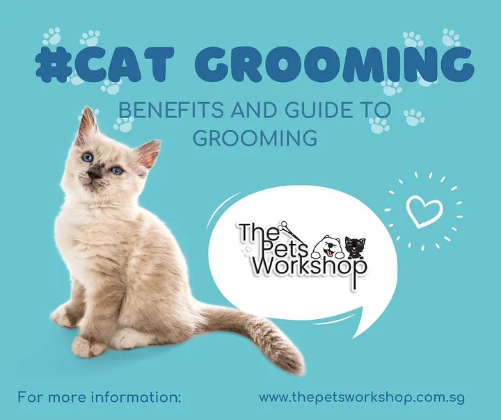 Benefits of Cat Grooming — The Pets